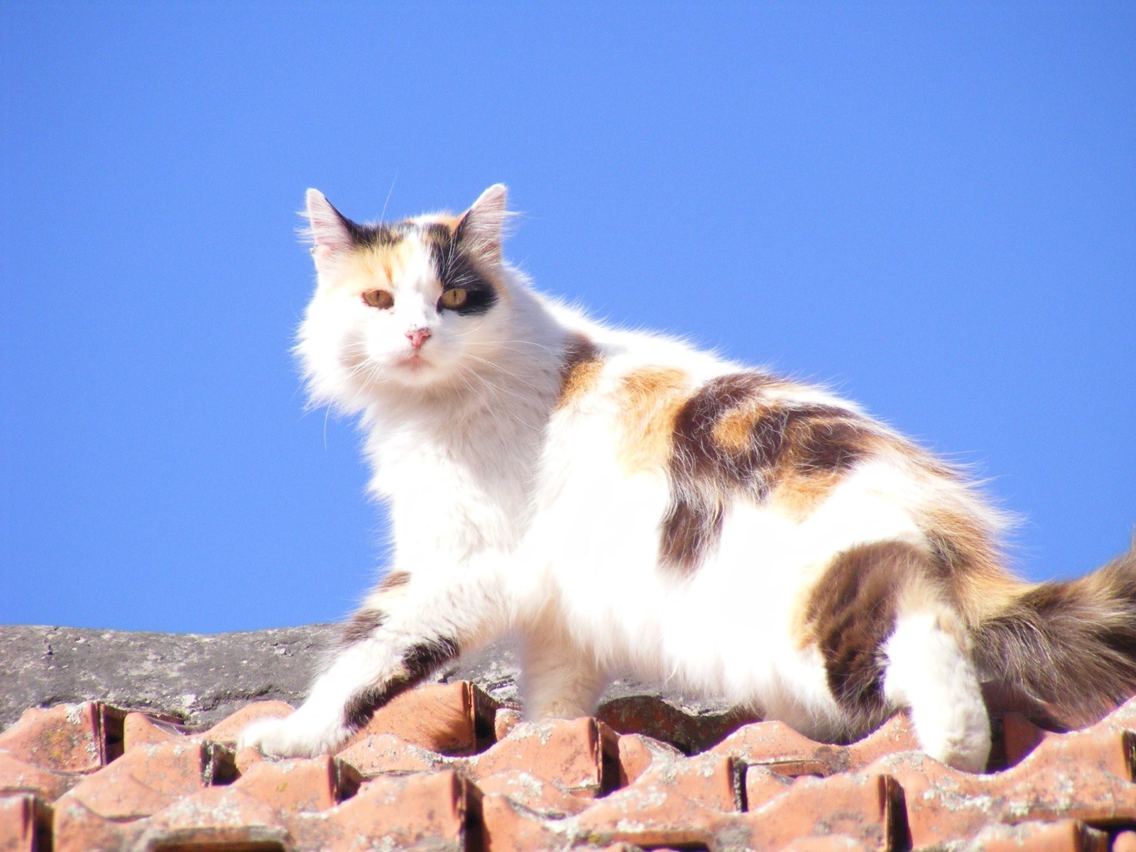 Imagen de publicación